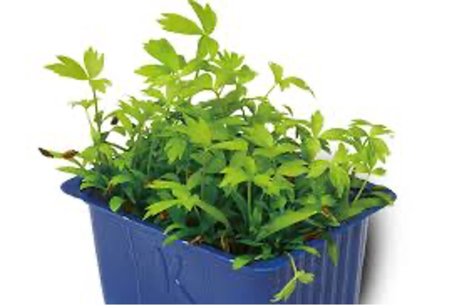 Motti Cress Top Seal