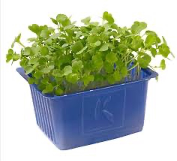 Persinette Cress Top Seal
