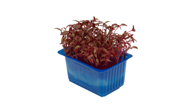Scarlet Cress / Amaranth Top Seal