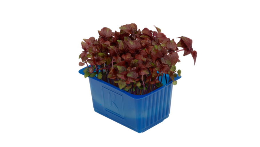 Shiso Cress Red Top Seal