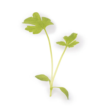 Mini Celery Leaves