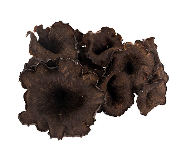 Mushrooms  Black trumpet