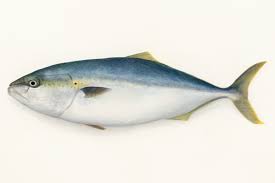 Seriola/ Amberjack Whole 2-3kg