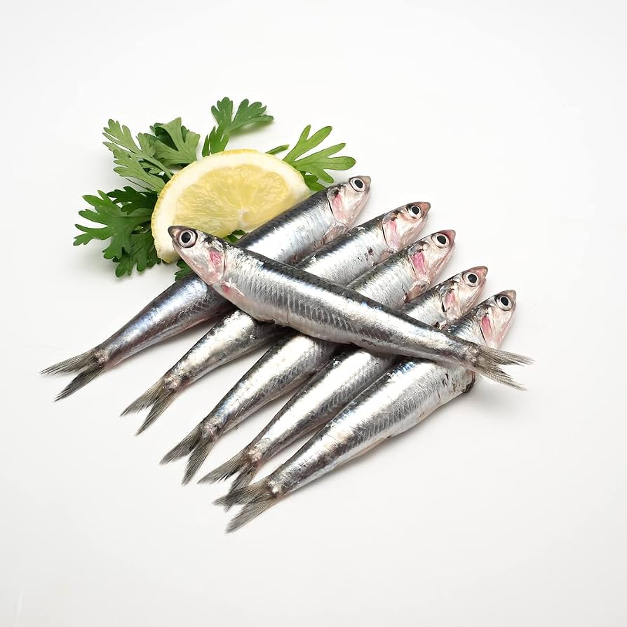 Anchovies fresh