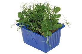 Affilla cress x 1 Top Seal
