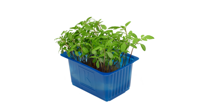 Tagete cress x1 top seal