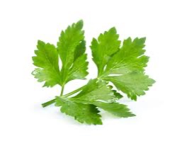 Coriander Bunch [5 Small Bunches]