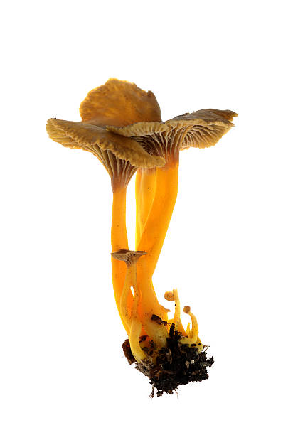 Mushroom Chanterelle