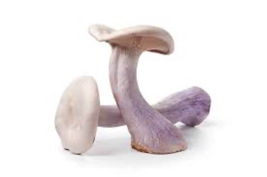 Mushrooms Blue Foot