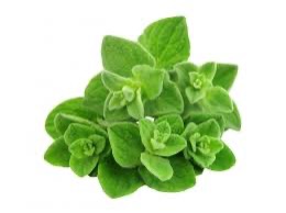 Oregano Bunch [5 Small Bunches]