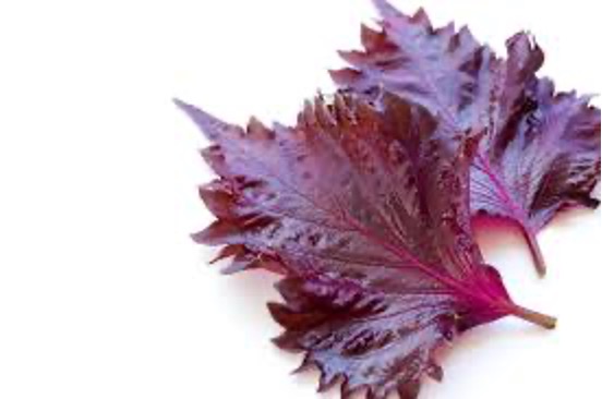 Shiso Leaves Purple [15 Each]