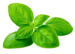 Basil Bunch