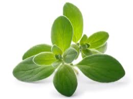 Marjoram