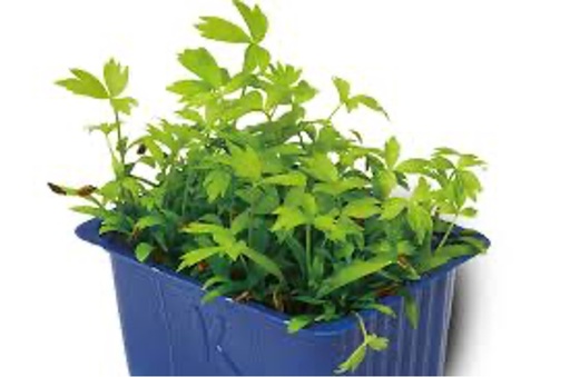 Motti Cress Top Seal
