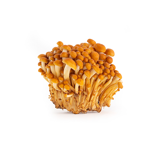 Mushroom Enoki Gold