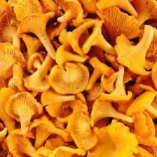 Mushroom Girolles