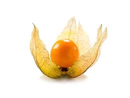 Physalis