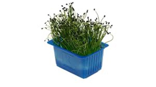 Rock Chive Top Seal