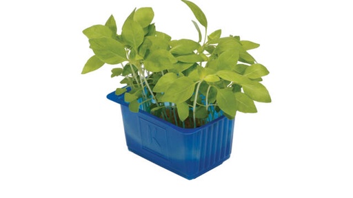 Limon Cress Top Seal